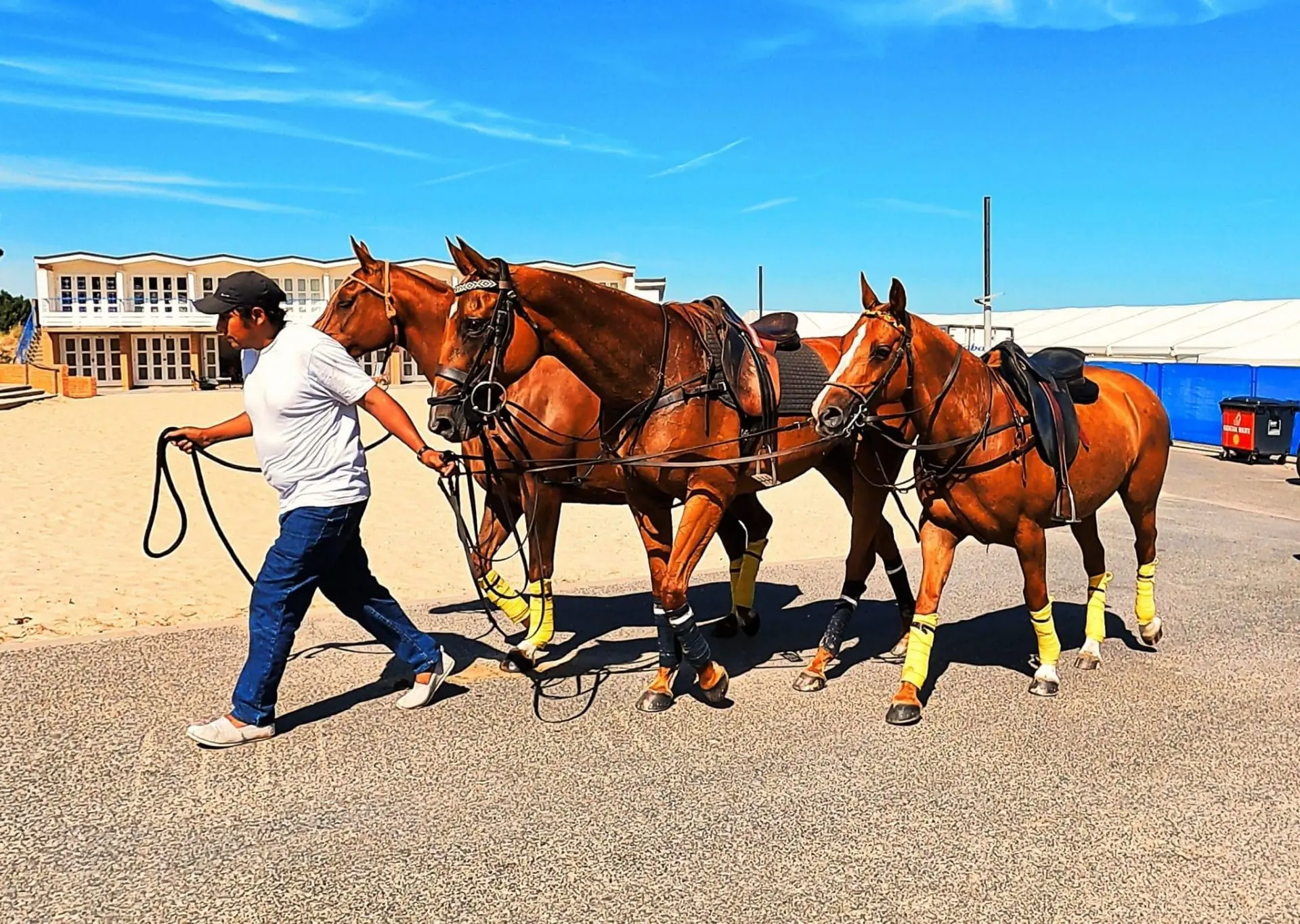 SandPolo – Horses Arrive
